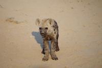 Timbavati Game Reserve - Safari - Was guckst Du? &ndash; &copy; Annett Müller (Eberhardt TRAVEL)