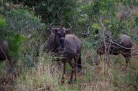 Mkhaya Game Reserve - Safari - Streifengnus &ndash; &copy; Annett Müller (Eberhardt TRAVEL)