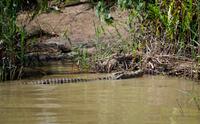 St. Lucia - Bootstour - Krokodil &ndash; &copy; Annett Müller (Eberhardt TRAVEL)
