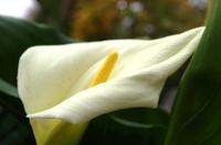 Franschhoek - Weingut Moreson - Calla &ndash; &copy; Annett Müller (Eberhardt TRAVEL)