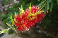 Flora am Kap - Flaschenbürsten-Baum &ndash; &copy; Annett Müller (Eberhardt TRAVEL)