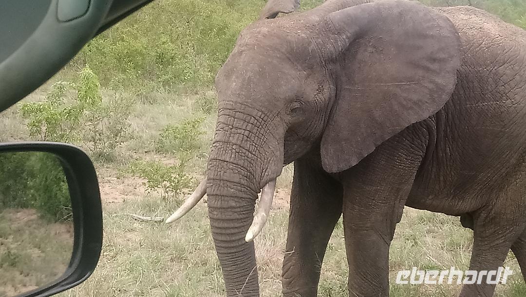 Elefant im Krugerpark &ndash; &copy; Patrick Schneider (Eberhardt TRAVEL)