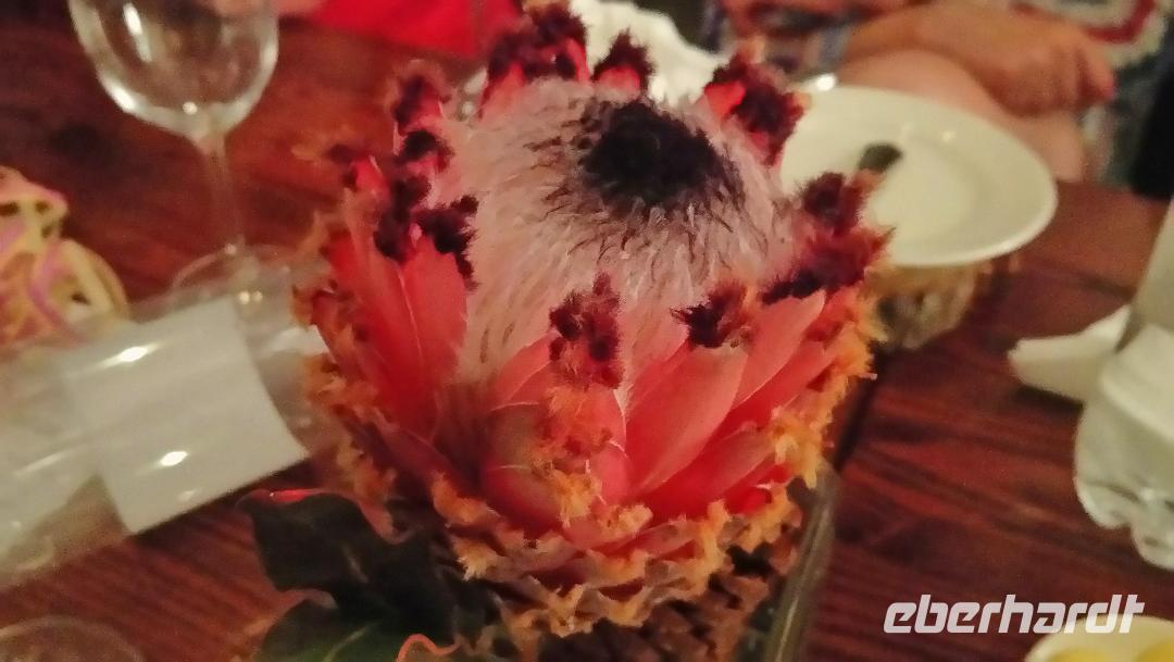 King Protea &ndash; &copy; Patrick Schneider (Eberhardt TRAVEL)