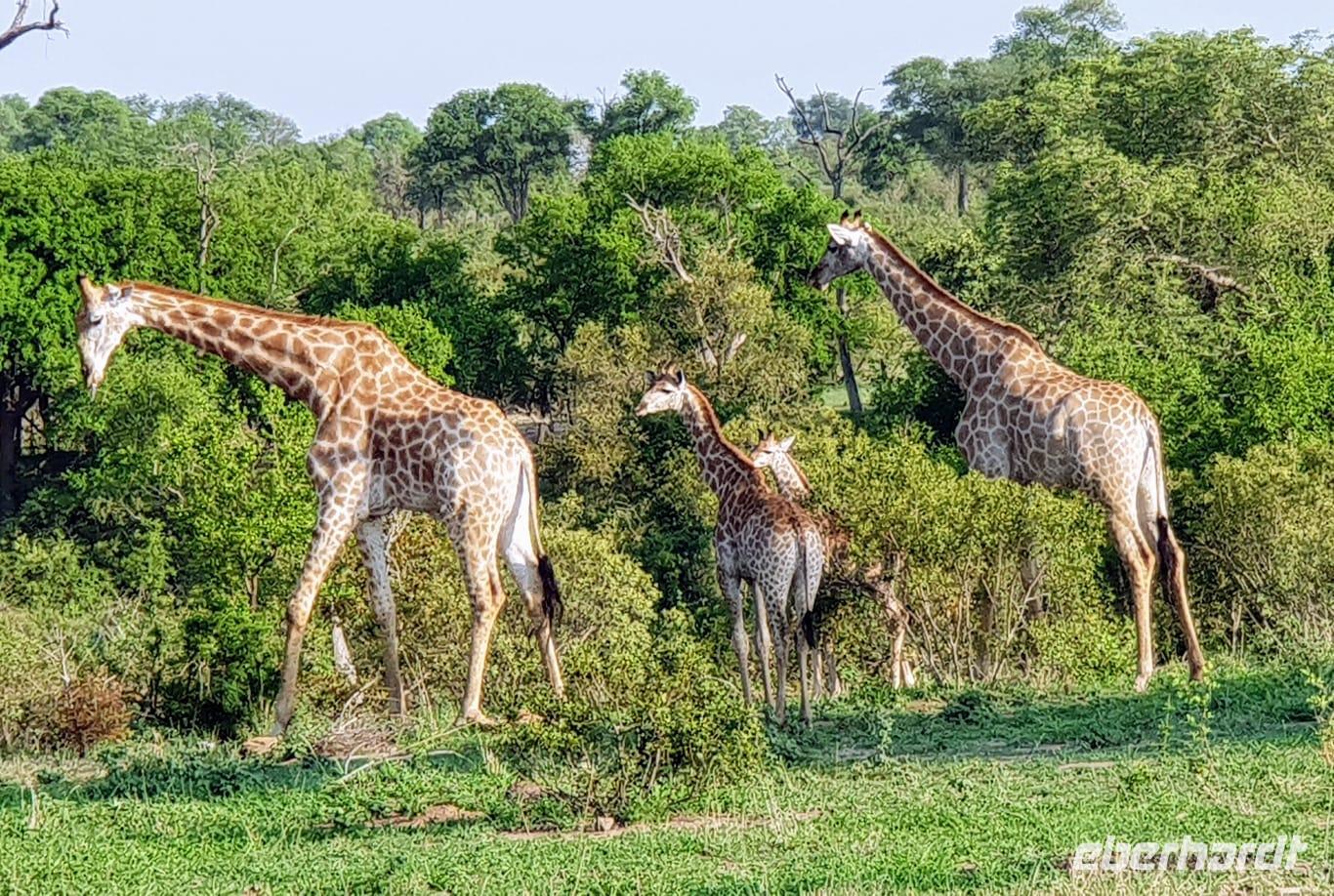 Giraffen im Krugerpark &ndash; &copy; Patrick Schneider (Eberhardt TRAVEL)