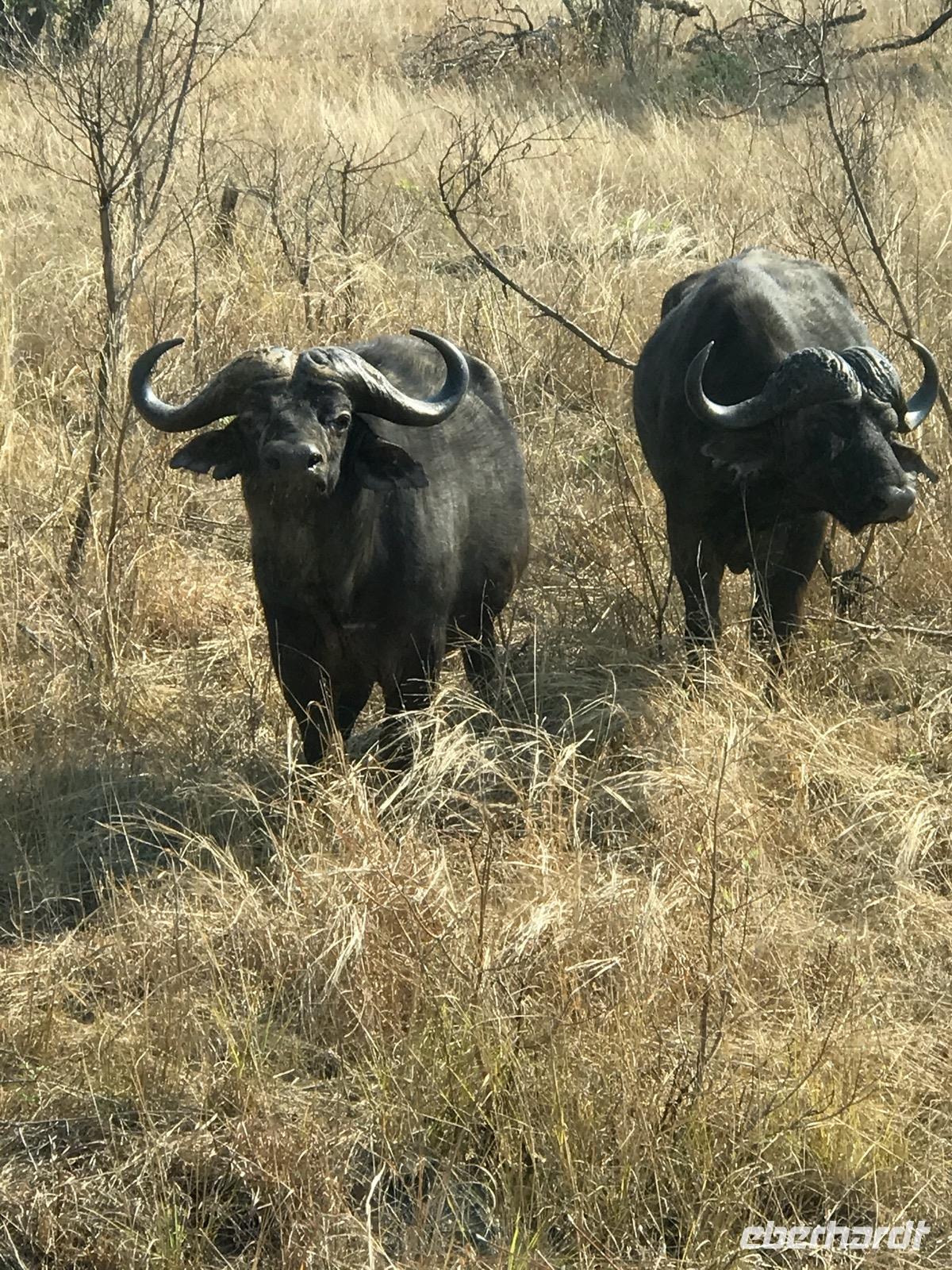 Krüger Nationalpark: Büffel &ndash; &copy; Magda-Viola Hanke (Eberhardt TRAVEL)