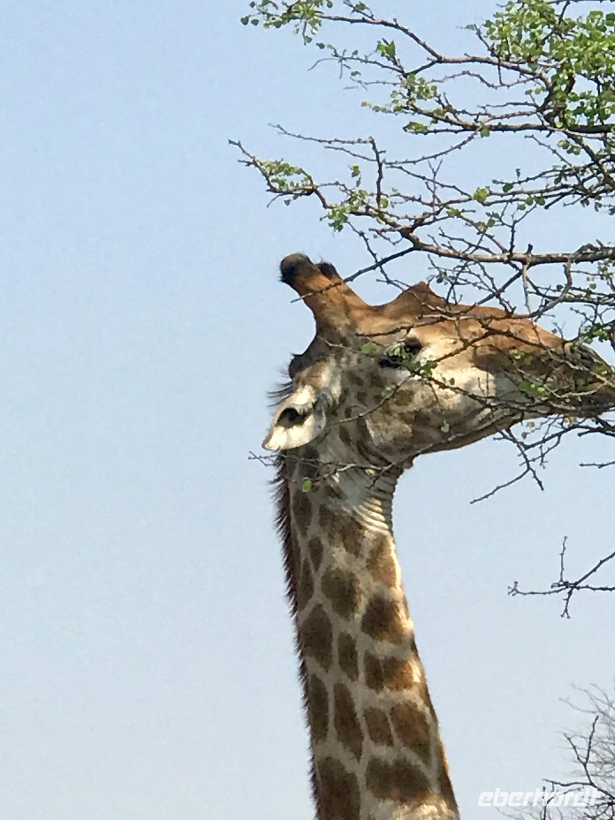 Krüger Nationalpark: Giraffen &ndash; &copy; Magda-Viola Hanke (Eberhardt TRAVEL)