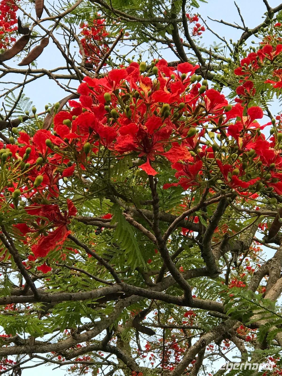 Flammenbaum Delonix regia &ndash; &copy; Magda-Viola Hanke (Eberhardt TRAVEL)