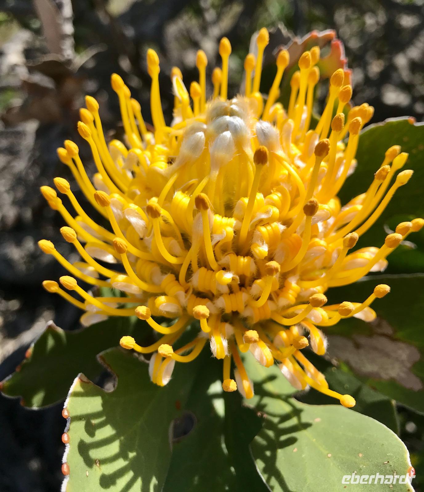 Nadelkissen-Protea Leucospermum &ndash; &copy; Magda-Viola Hanke (Eberhardt TRAVEL)