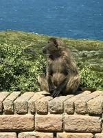 Cape Point: Die Paviane auf Nahrungssuche bei den Menschen &ndash; &copy; Magda-Viola Hanke (Eberhardt TRAVEL)