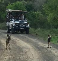 Hluhluwe Nationalpark: Afrikanischer Wildhund &ndash; &copy; Magda-Viola Hanke (Eberhardt TRAVEL)