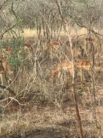 Krüger Nationalpark: Die perfekte Tarnung der Impala &ndash; &copy; Magda-Viola Hanke (Eberhardt TRAVEL)