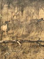 Krüger Nationalpark: Impala und Kudu &ndash; &copy; Magda-Viola Hanke (Eberhardt TRAVEL)
