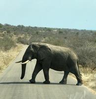 Krüger Nationalpark: Afrikanischer Elefant &ndash; &copy; Magda-Viola Hanke (Eberhardt TRAVEL)