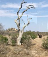 Krüger Nationalpark: Afrikanischer Elefant &ndash; &copy; Magda-Viola Hanke (Eberhardt TRAVEL)