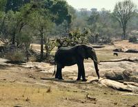 Krüger Nationalpark: Afrikanischer Elefant &ndash; &copy; Magda-Viola Hanke (Eberhardt TRAVEL)