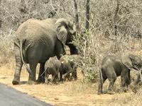 Krüger Nationalpark: Afrikanischer Elefant &ndash; &copy; Magda-Viola Hanke (Eberhardt TRAVEL)