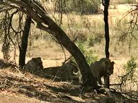 Krüger Nationalpark: Löwen &ndash; &copy; Magda-Viola Hanke (Eberhardt TRAVEL)
