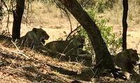 Krüger Nationalpark: Löwen &ndash; &copy; Magda-Viola Hanke (Eberhardt TRAVEL)