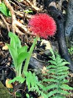 Blutlilie Scadoxus multiflorus &ndash; &copy; Magda-Viola Hanke (Eberhardt TRAVEL)