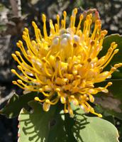 Nadelkissen-Protea Leucospermum &ndash; &copy; Magda-Viola Hanke (Eberhardt TRAVEL)