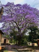 Palisanderholzbaum Jacaranda mimosifolia &ndash; &copy; Magda-Viola Hanke (Eberhardt TRAVEL)