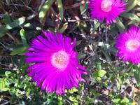 Mittagsblumen Drosanthemum &ndash; &copy; Magda-Viola Hanke (Eberhardt TRAVEL)