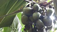 Coco de Mer &ndash; &copy; Frank Nimschowski (Eberhardt TRAVEL)