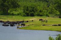 Krüger Nationalpark &ndash; &copy; Chris Hähnel (Eberhardt TRAVEL)