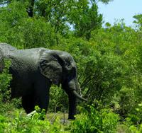 Krüger Nationalpark - Afrikanischer Elefant &ndash; &copy; Chris Hähnel (Eberhardt TRAVEL)