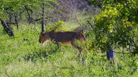 Krüger Nationalpark - Löwe &ndash; &copy; Chris Hähnel (Eberhardt TRAVEL)