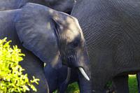 Krüger Nationalpark - Afrikanischer Elefant &ndash; &copy; Chris Hähnel (Eberhardt TRAVEL)