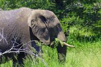 Krüger Nationalpark - Afrikanischer Elefant &ndash; &copy; Chris Hähnel (Eberhardt TRAVEL)