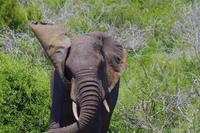 Krüger Nationalpark - Afrikanischer Elefant &ndash; &copy; Chris Hähnel (Eberhardt TRAVEL)