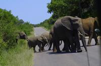 Krüger Nationalpark - Afrikanischer Elefant &ndash; &copy; Chris Hähnel (Eberhardt TRAVEL)