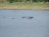 Stein oder Flusspferd? &ndash; &copy; Philipp Sonntag (Eberhardt TRAVEL)