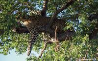 Südafrika - Timbavati Wildreservat &ndash; &copy; Annett Müller (Eberhardt TRAVEL)