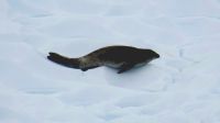 Antarctica, Southern Ocean &ndash; &copy; Manuel Gonzalez Urrutia (Eberhardt TRAVEL)