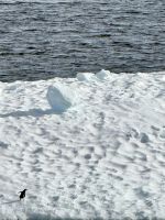 Pinguin in Sicht!  &ndash; &copy; Manuel González Urrutia (Eberhardt TRAVEL)