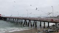 zahlreiche Vögel am Fischmarkt, Valparaiso, Chile &ndash; &copy; Maria Drewans (Eberhardt TRAVEL)