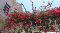 sommerliche Blütenpracht in Antofagasta, Chile &ndash; &copy; Maria Drewans (Eberhardt TRAVEL)