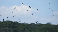 Fregattvögel &ndash; &copy; Maria Drewans (Eberhardt TRAVEL)