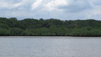 Vogelinsel mit tausenden Vögeln, Ecuador
