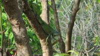 Leguan &ndash; &copy; Maria Drewans (Eberhardt TRAVEL)
