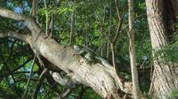 Leguan &ndash; &copy; Maria Drewans (Eberhardt TRAVEL)
