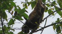 Brüllaffe, Pacoche Lodge, Ecuador &ndash; &copy; Maria Drewans (Eberhardt TRAVEL)