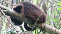 Brüllaffe, Pacoche Lodge, Ecuador &ndash; &copy; Maria Drewans (Eberhardt TRAVEL)