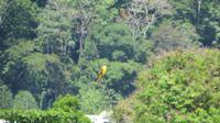 Tierwelt, Golfito, Costa Rica &ndash; &copy; Maria Drewans (Eberhardt TRAVEL)