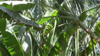 Bananenstaude mit Früchten &ndash; &copy; Maria Drewans (Eberhardt TRAVEL)