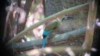 Motmot, Nationalvogel von Nicaragua &ndash; &copy; Maria Drewans (Eberhardt TRAVEL)