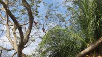 Aras, Fischerdorf Tarcoles, Costa Rica &ndash; &copy; Maria Drewans (Eberhardt TRAVEL)